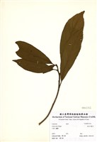 藏品(林氏木薑子)的圖片